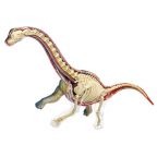 Anatomy of a Brachiosaurus