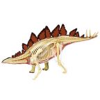 Anatomy of a Stegosaurus