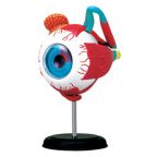 Anatomy of an Eyeball