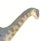 Camarasaurus