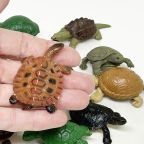 Tiny Turtles & Tortoises