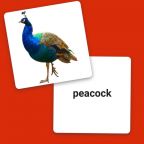 Advanced Nouns - Picture Flash Cards